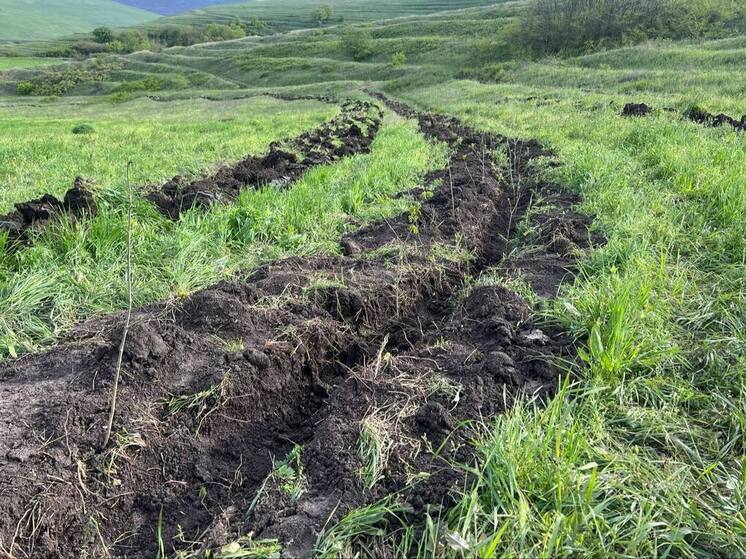 Более 48 тысяч деревьев высадили в Ингушетии