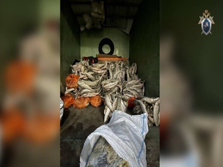 В Астрахани осудили предпринимателя за сбыт 9,5 тонн немаркированной рыбы