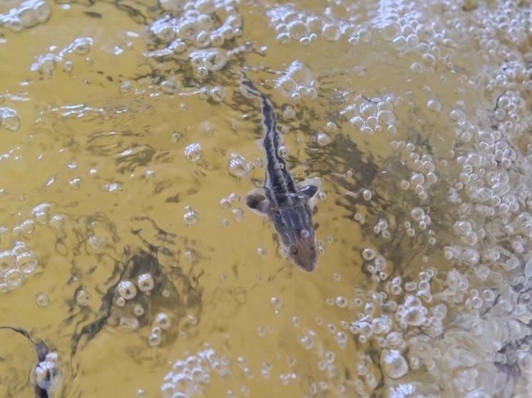 В Волгоградской области произвели рыбные котлеты «Сазан» из судака