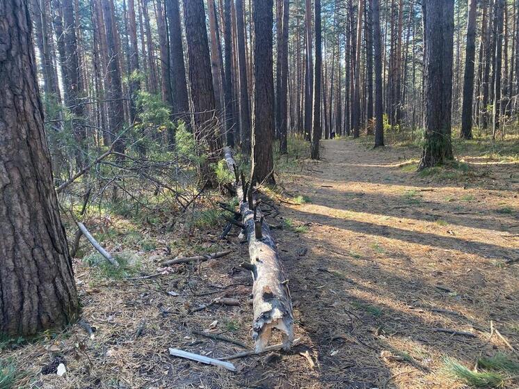 В Новосибирске осудили лесничего за дерево, упавшее на пожилую женщину
