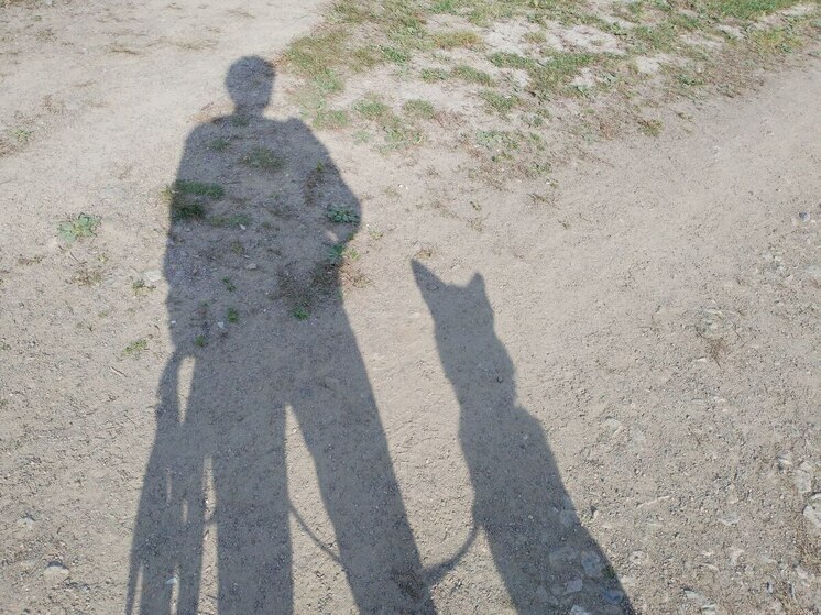 В Алтайском районе решили не определять подрядчика для обращения с бездомными собаками