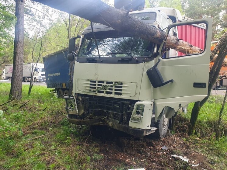 Упавшая сосна заблокировала проезд на трассе М-5 в Челябинской области