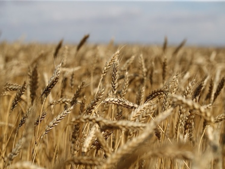 В Волгоградской области обнаружили 300 тонн пшеницы сомнительного качества