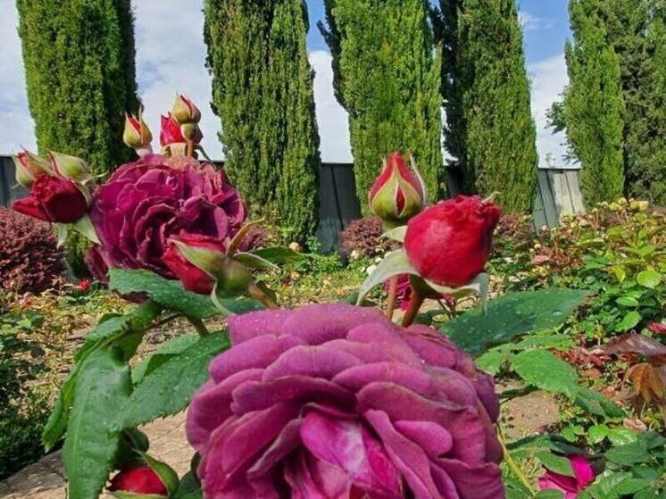 В дендропарке Сочи расцвели 57 видов уникальных роз