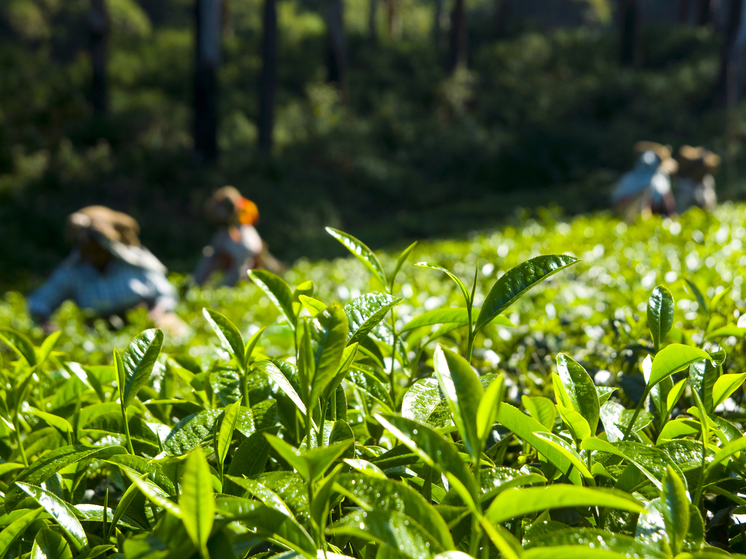 В Сочи отмечают "НеобыЧАЙный фестиваль"