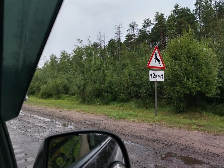 В Новгородской области на дорогах появляется все больше диких животных. Звери бегут от оголодавших насекомых на трассы, провоцируя аварии, рассказал председатель комитета охотничьего хозяйства и рыболовства области Дмитрий Графов на своей странице ВКонтакте.