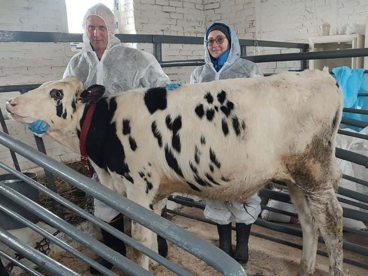 Племенных голштинских бычков завезли на Вологодчину