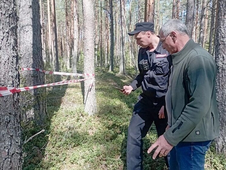 В Нижне-Свирском заповеднике обнаружили арсенал: мины, снаряды, патроны