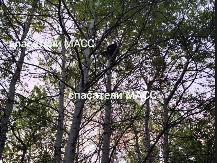 В Новосибирске спасатели сняли с дерева мужчину