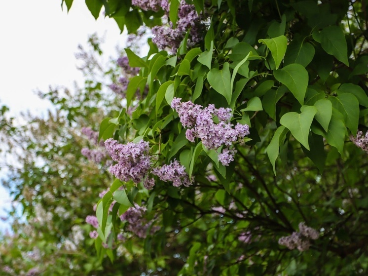 22 мая в Смоленской области синоптики прогнозируют переменную облачность