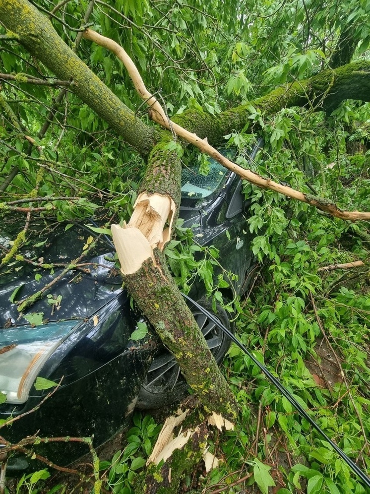 Во Владимире старое дерево разбило припаркованную машину