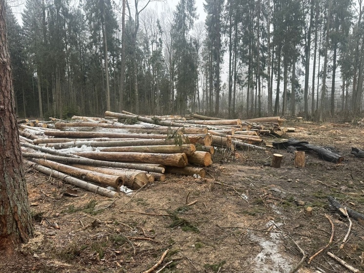 В Петушках прокурор настаивает на соблюдении лесного законодательства