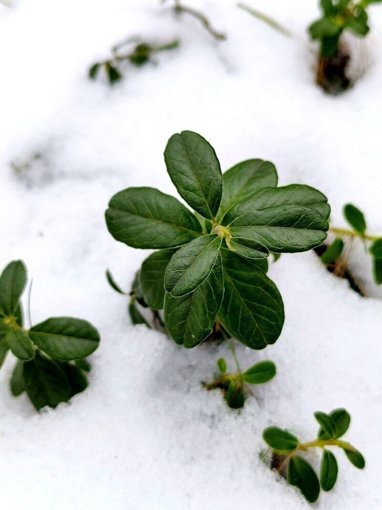 Заморозки ожидают Хабаровский край 23 мая