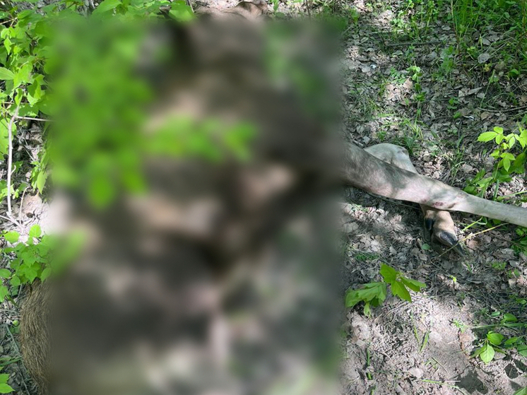 Лось погиб после ДТП на улице Выборной в Новосибирске