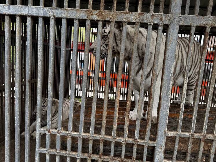 По факту нападения тигра на сотрудника зоопарка в Мариуполе возбудили уголовное дело