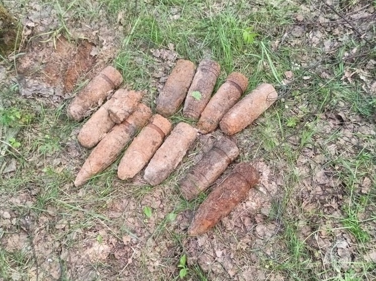 В лесополосе у Дубны нашли миномётные мины