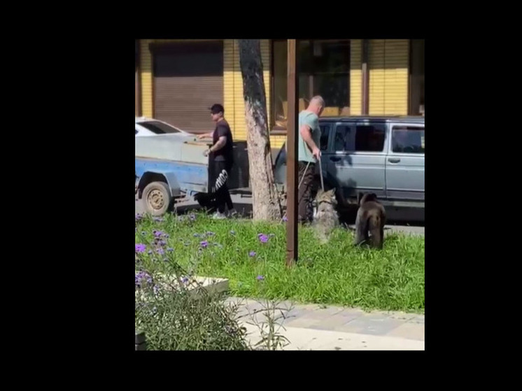 В Черкесске прошел очередной отлов собак гуманным способом