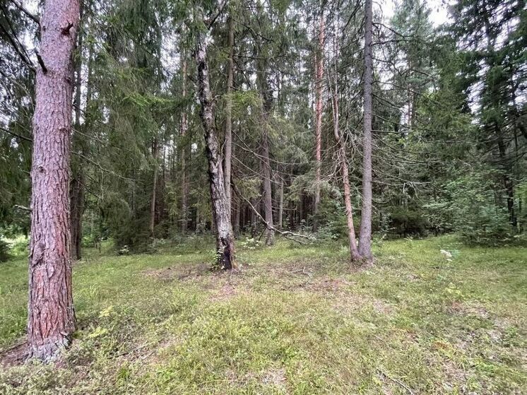 Онлайн-услуга по аренде лесных участков появилась в Подмосковье