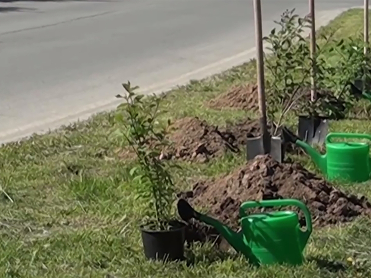 В Калуге высадили 50 кустов венгерской сирени