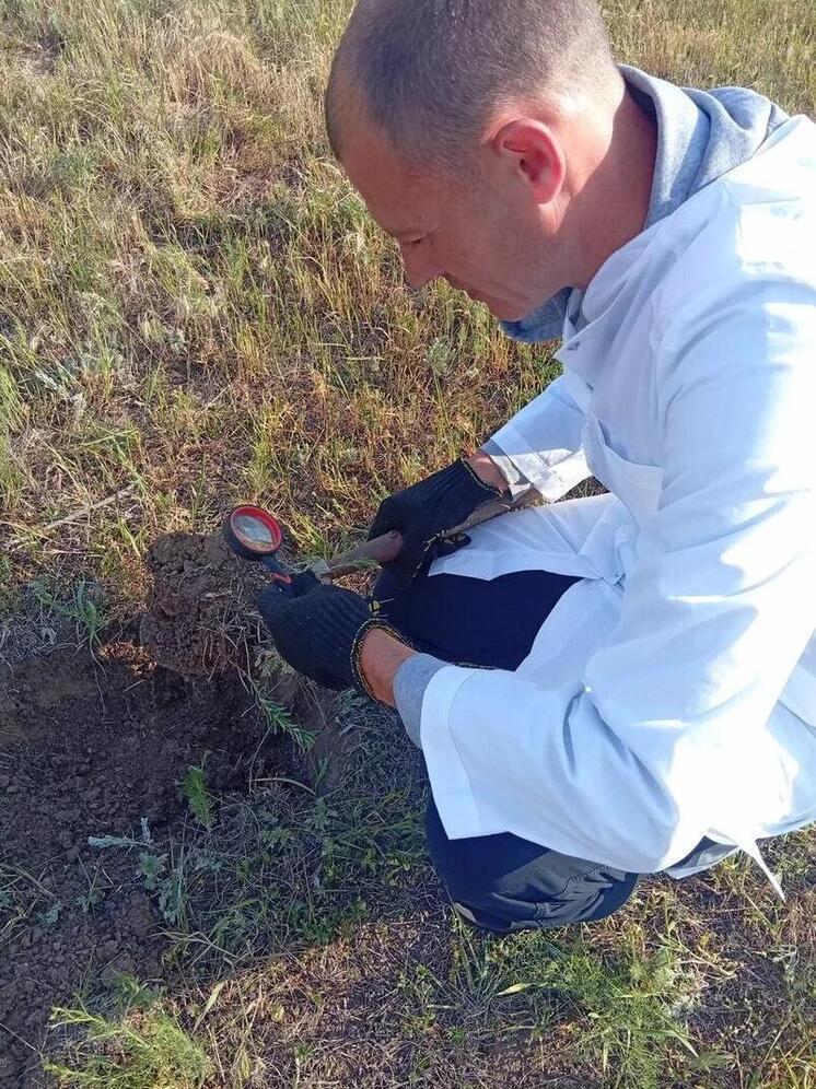 16 гектаров земли Херсонщины проверили на наличие саранчи и других вредителей