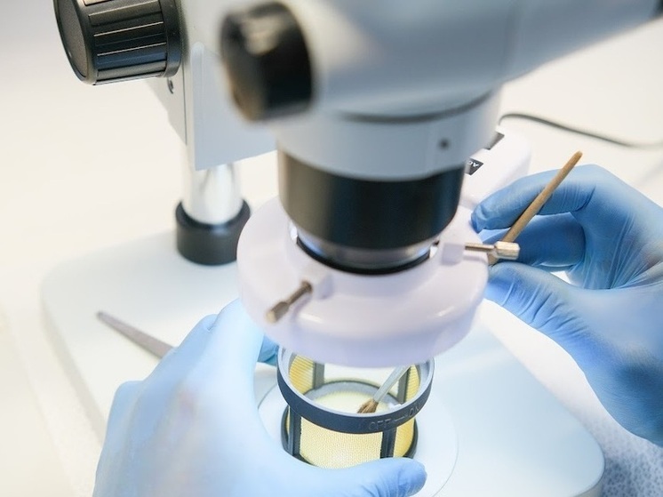 Сокращение количества митохондрий может привести к ожирению