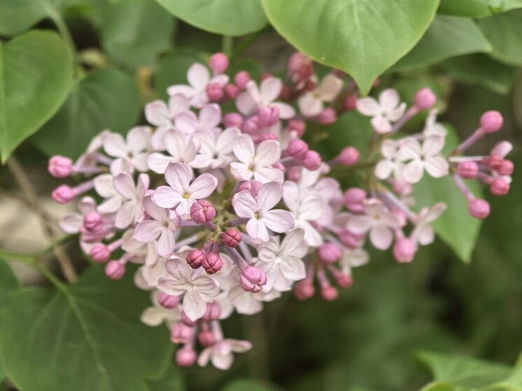 Волна аллергии в Приморье пришлась на вторую половину апреля