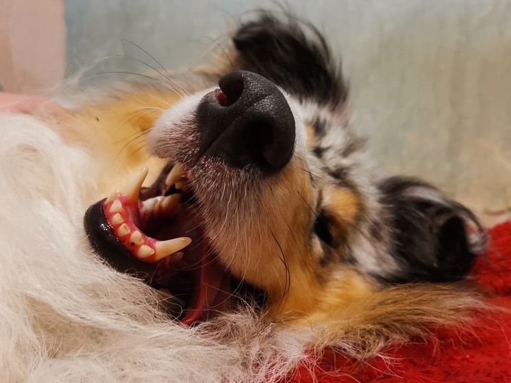 Владельцев собак оштрафовали на 100 тысяч рублей за укусы прохожих в Приморье