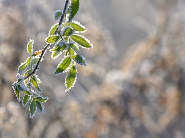 Майские заморозки и дожди испортят погоду в Томске почти на неделю