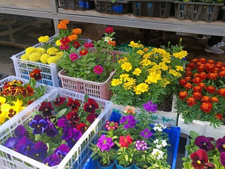 В Комсомольске-на-Амуре пройдет фестиваль «Площадь цветов»