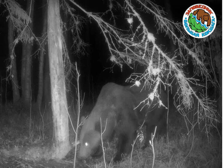 Любителей лесных прогулок в Марий Эл предупредили: у медведей гон
