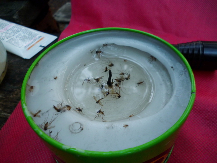 Врач назвала группу крови, которая сильнее всего привлекает комаров - кто в зоне риска?