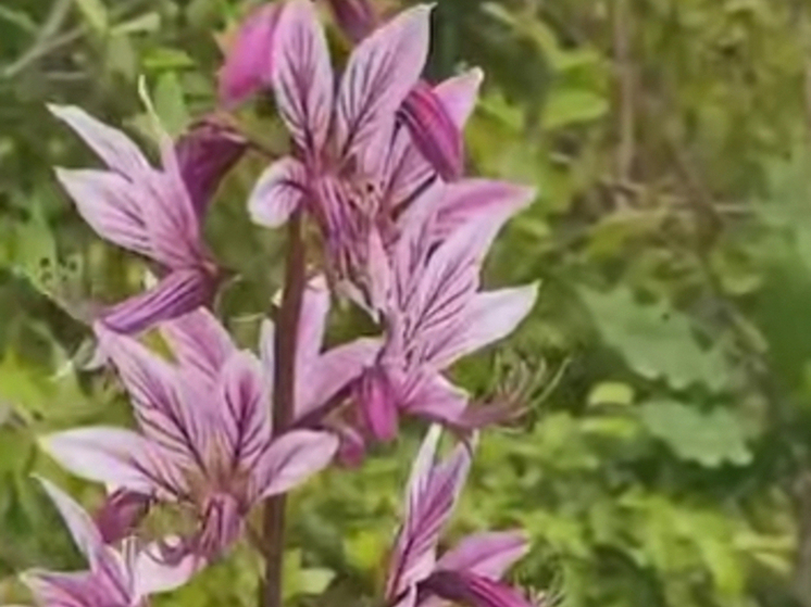 В Сочи зацвел ясенец кавказский: туристам следует быть осторожными