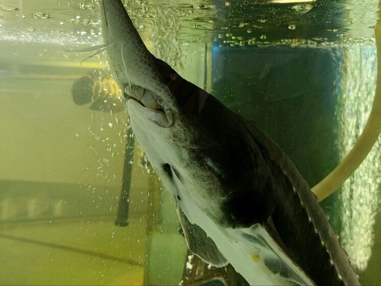 Пять лет и шесть месяцев получили супруги-бизнесмены за попытку торговать краснокнижной рыбой в Хабаровском крае