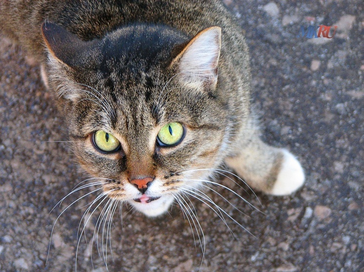 Калужан приглашают на ярмарку добрых сердец «Найди друга»