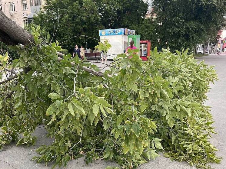 «Тулаавтодор» потратит 40 млн рублей на вырубку деревьев около дорог