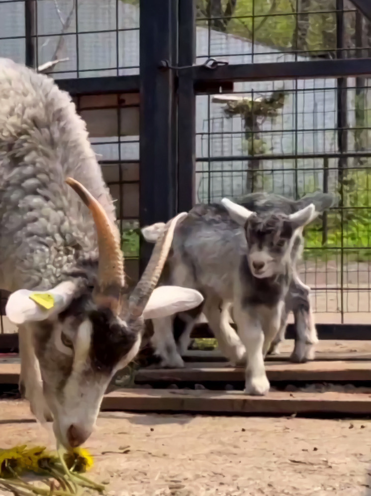 Лилит и Туман стали новыми жителями зоосада «Приамурский» в Хабаровске
