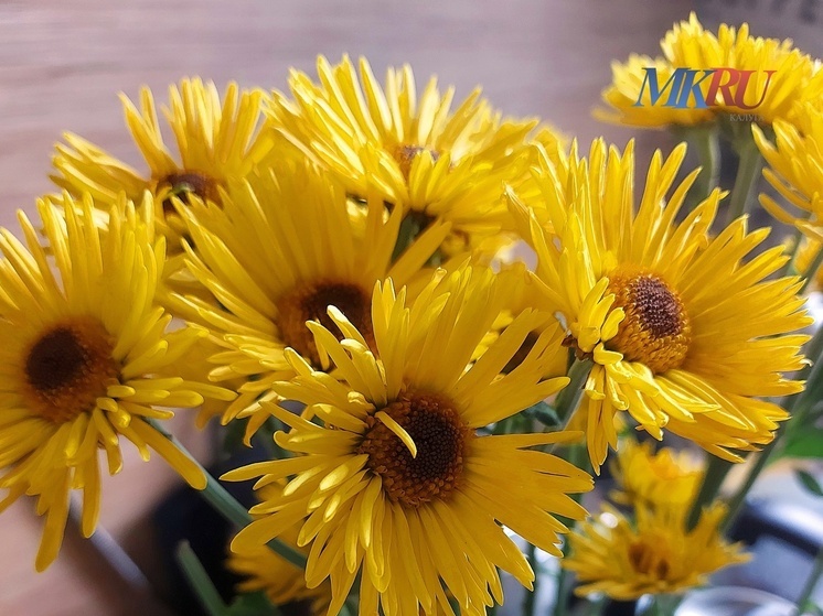 Калужанам обещают яркое лето