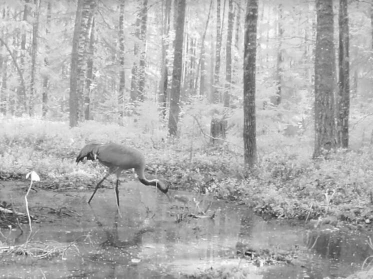В заповеднике Марий Эл впервые сняли на видео семью журавлей