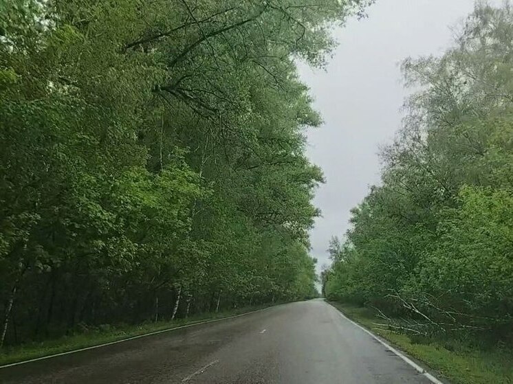 Небольшие дожди и грозы будут в Белгородской области в субботу