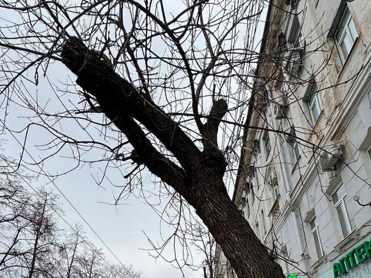 Управа Центрального района Воронежа сообщает об удалении аварийных деревьев на площади Ленина