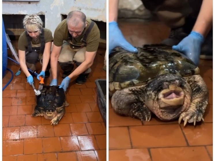 Калининградскую каймановую черепаху-грязнулю поймали и отмыли