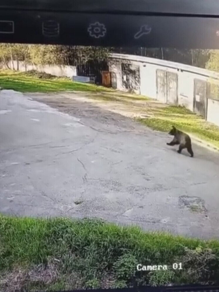 Медвежонок замечен на улицах Саянска