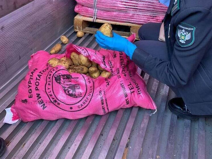В Новороссийске в партиях картофеля из Египта и Узбекистана нашли карантинный объект