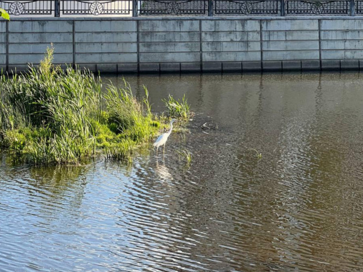 Цаплю с Везелки заметили около белгородского «Парижа»