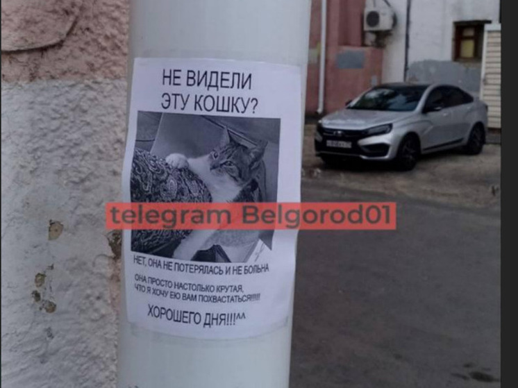 «Она настолько крутая»: в Белгороде неизвестный похвастался своей кошкой