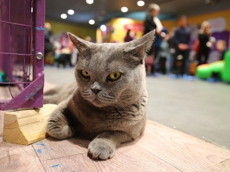 В Волгоградской области 58 кошек и собак ездили с хозяевами за границу