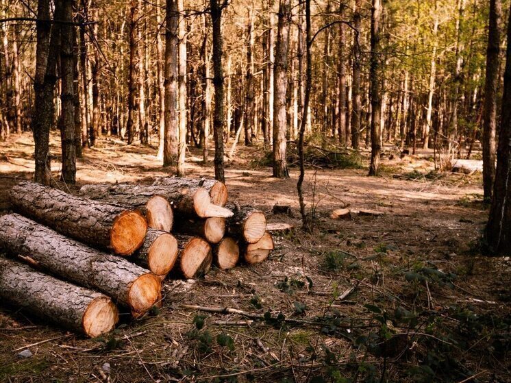 В Красноярском крае на 40% сократился объем незаконных лесозаготовок
