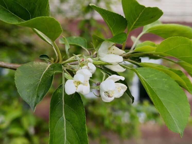 В Хабаровске 24 мая температура воздуха прогреется до +16 градусов