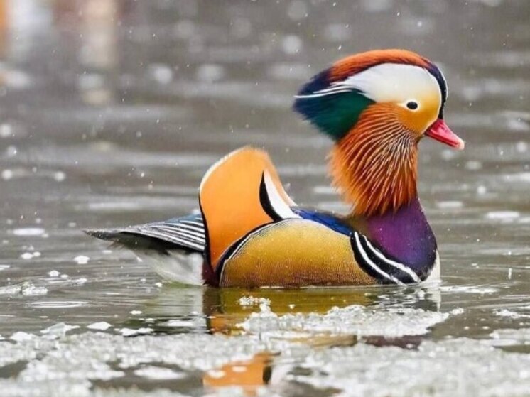 В пригороде Владивостока замечены утки-мандаринки