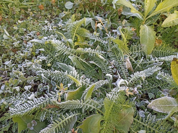 Заморозки до -3 °C и мокрый снег прогнозируют в Новосибирской области